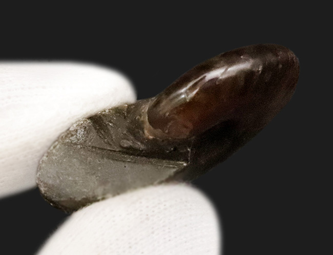 美品！非常に美しい遊色をまとった、マダガスカル産アンモナイト「クレオニセラス（Cleoniceras）」（その6）