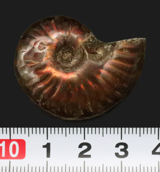 美品！非常に美しい遊色をまとった、マダガスカル産アンモナイト「クレオニセラス（Cleoniceras）」（その7）