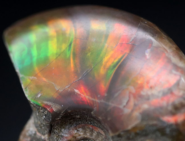 この季節にぴったり!鮮やかなグリーンを呈するマダガスカル産のアンモナイト、クレオニセラス(Cleoniceras)の化石(その1)