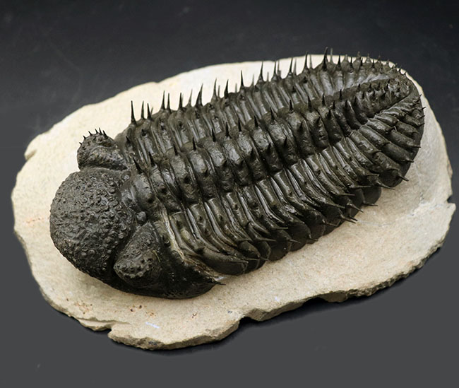 三葉虫 化石 標本