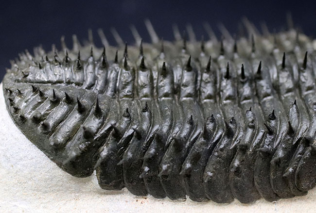 一期一会の標本、非の打ち所のないパーフェクトな個体、モロッコ産の三