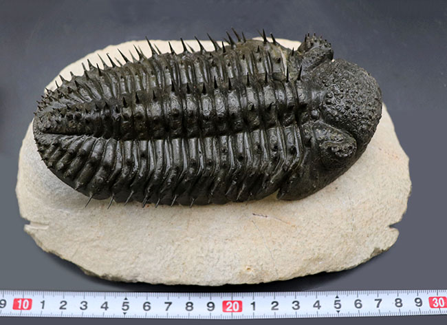 一期一会の標本、非の打ち所のないパーフェクトな個体、モロッコ産の三葉虫、ドロトプス・アルマータス（Drotops armatus）の化石（その17）