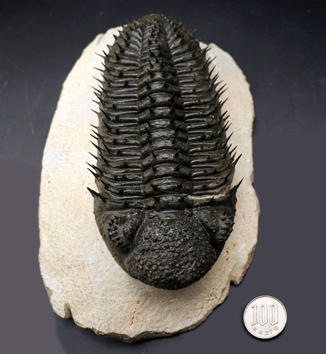 一期一会の標本、非の打ち所のないパーフェクトな個体、モロッコ産の三葉虫、ドロトプス・アルマータス（Drotops armatus）の化石（その19）