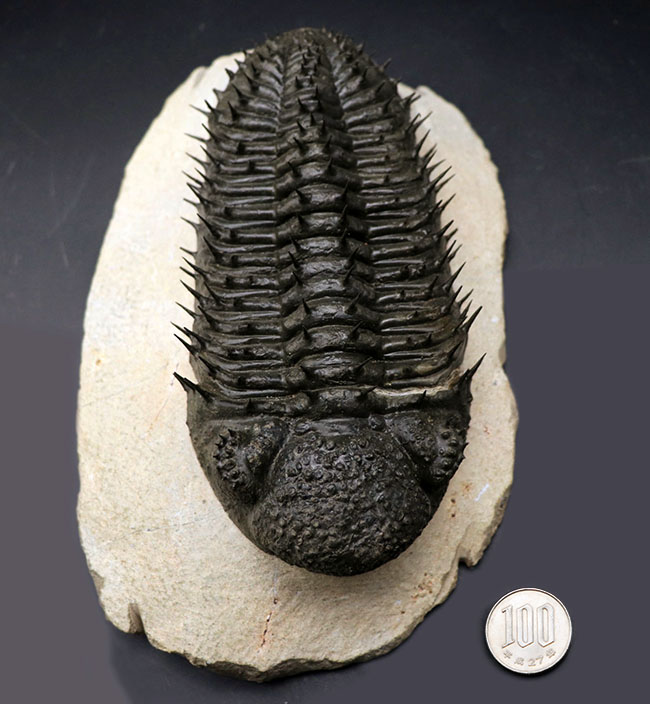 Drotops armatus】三葉虫 化石標本☆trilobite☆モロッコ-