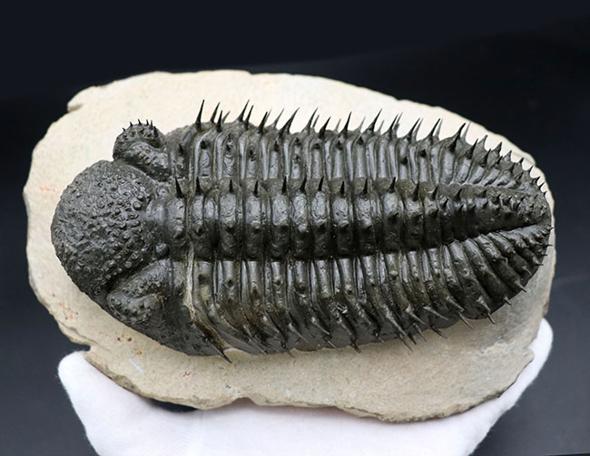日本限定 三葉虫 化石標本 trilobite モロッコ cerkafor.com