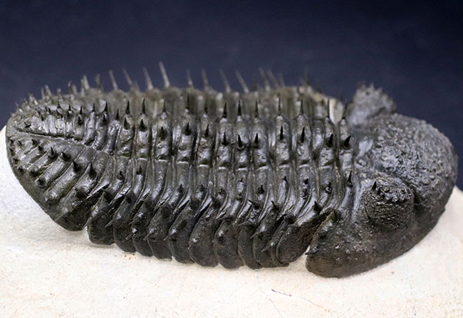 Drotops armatus】三葉虫 化石標本☆trilobite☆モロッコ-