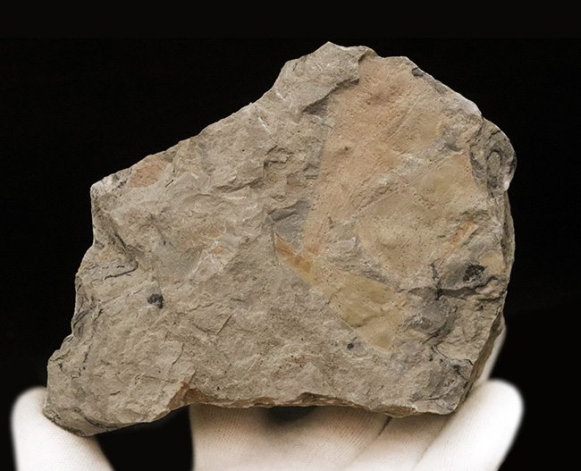 様々な特徴的な部位が保存された、中国遼寧省産の恐竜時代のトクサの仲間の化石（その10）