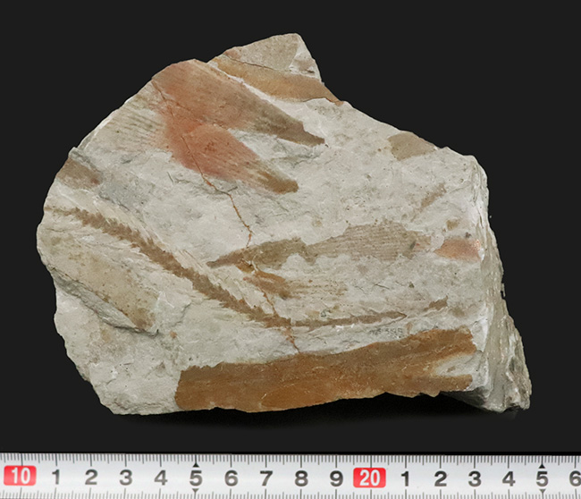 様々な特徴的な部位が保存された、中国遼寧省産の恐竜時代のトクサの仲間の化石（その11）