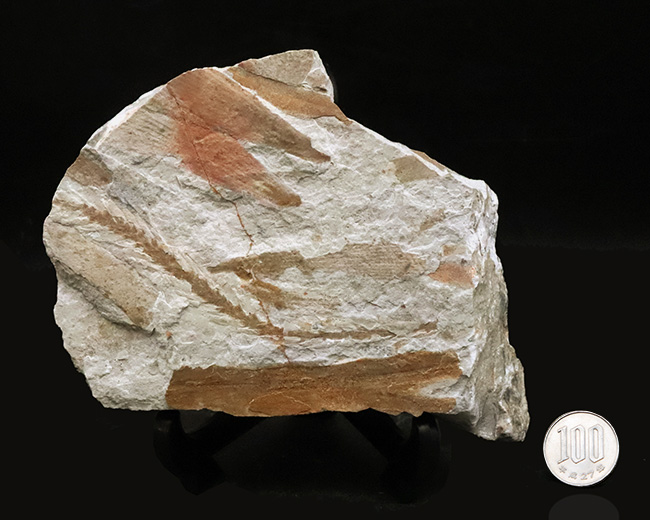 様々な特徴的な部位が保存された、中国遼寧省産の恐竜時代のトクサの仲間の化石（その12）