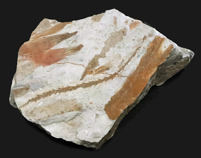 様々な特徴的な部位が保存された、中国遼寧省産の恐竜時代のトクサの仲間の化石（その2）