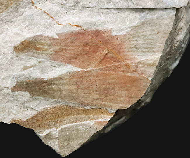 様々な特徴的な部位が保存された、中国遼寧省産の恐竜時代のトクサの仲間の化石（その3）