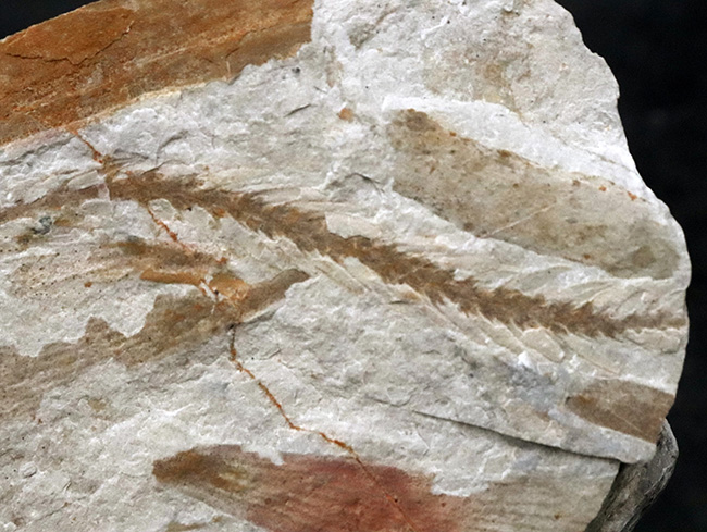 様々な特徴的な部位が保存された、中国遼寧省産の恐竜時代のトクサの仲間の化石（その4）