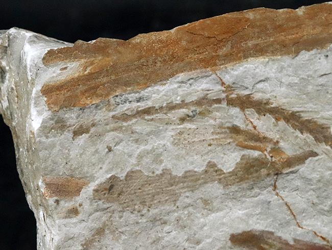 様々な特徴的な部位が保存された、中国遼寧省産の恐竜時代のトクサの仲間の化石（その5）