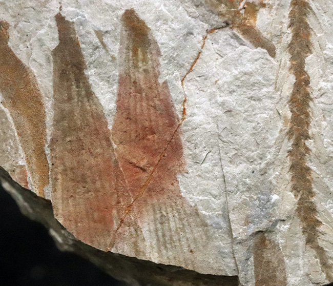 様々な特徴的な部位が保存された、中国遼寧省産の恐竜時代のトクサの仲間の化石（その6）