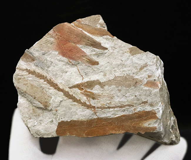 様々な特徴的な部位が保存された、中国遼寧省産の恐竜時代のトクサの仲間の化石（その7）