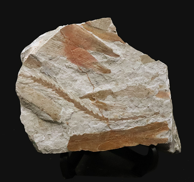 様々な特徴的な部位が保存された、中国遼寧省産の恐竜時代のトクサの仲間の化石（その8）