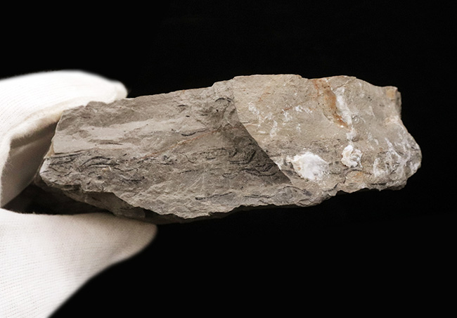 様々な特徴的な部位が保存された、中国遼寧省産の恐竜時代のトクサの仲間の化石（その9）