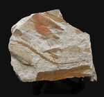 様々な特徴的な部位が保存された、中国遼寧省産の恐竜時代のトクサの仲間の化石