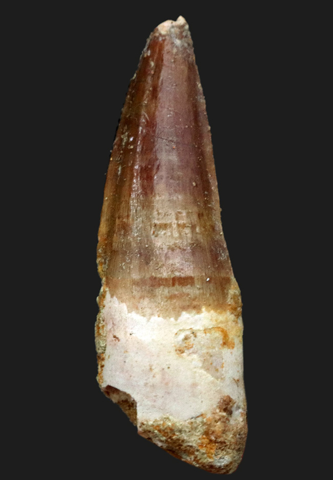 白亜紀後期の北アフリカの頂点捕食者、スピノサウルス(Spinosaurus)の歯化石(その1)