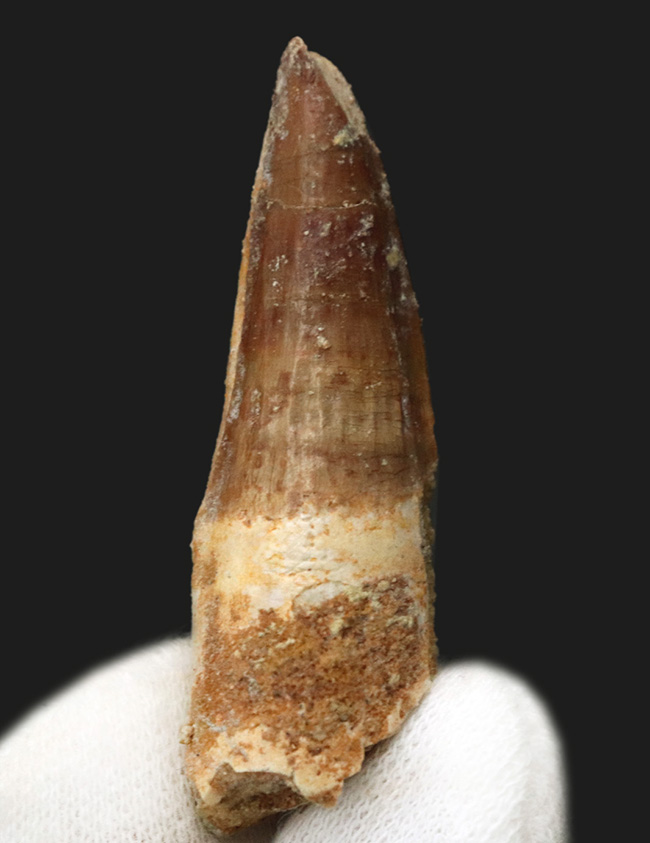 白亜紀後期の北アフリカの頂点捕食者、スピノサウルス(Spinosaurus)の歯化石(その2)
