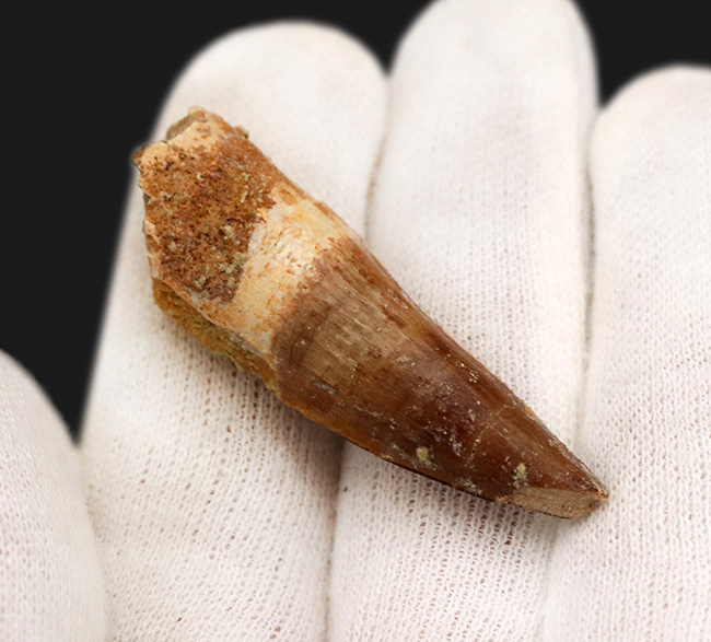 白亜紀後期の北アフリカの頂点捕食者、スピノサウルス(Spinosaurus)の歯化石(その3)