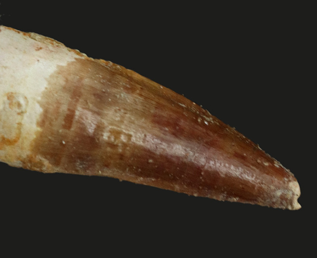 白亜紀後期の北アフリカの頂点捕食者、スピノサウルス(Spinosaurus)の歯化石(その4)