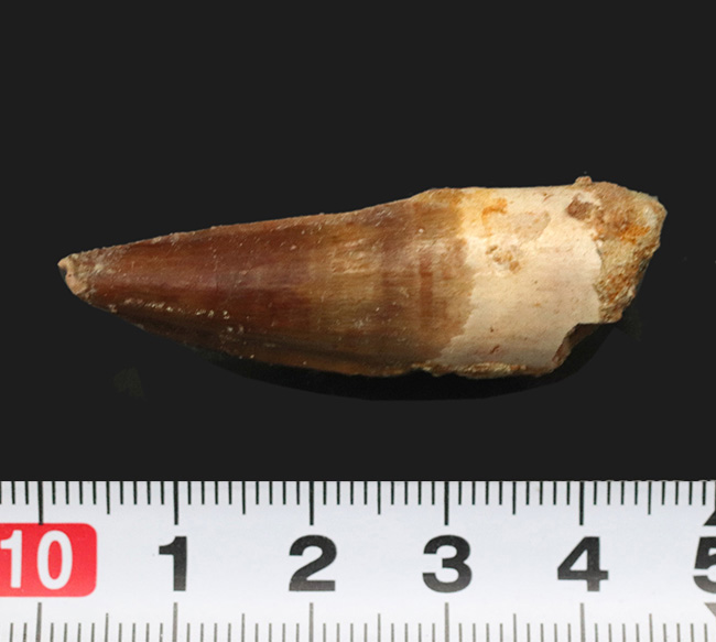 白亜紀後期の北アフリカの頂点捕食者、スピノサウルス(Spinosaurus)の歯化石(その6)