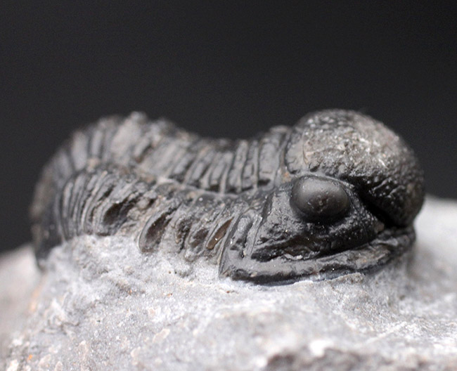 保存状態良好、古生代デボン紀のモロッコ産三葉虫、ゲラストス（Gerastos granulosus）の化石（その1）