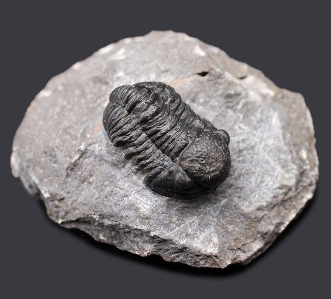 保存状態良好、古生代デボン紀のモロッコ産三葉虫、ゲラストス（Gerastos granulosus）の化石（その2）