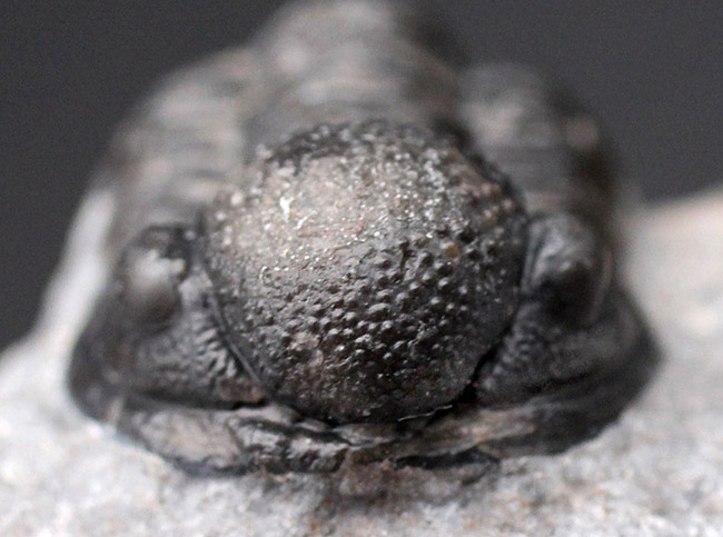 保存状態良好、古生代デボン紀のモロッコ産三葉虫、ゲラストス(Gerastos granulosus)の化石(その3)