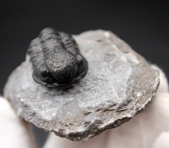 保存状態良好、古生代デボン紀のモロッコ産三葉虫、ゲラストス（Gerastos granulosus）の化石（その6）