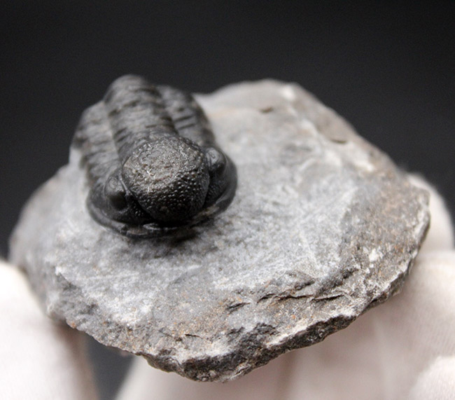 保存状態良好、古生代デボン紀のモロッコ産三葉虫、ゲラストス(Gerastos granulosus)の化石(その6)