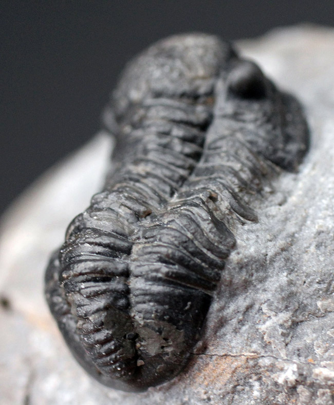 保存状態良好、古生代デボン紀のモロッコ産三葉虫、ゲラストス（Gerastos granulosus）の化石（その7）