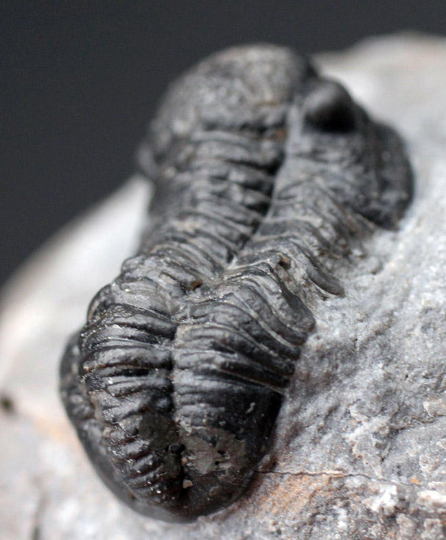保存状態良好、古生代デボン紀のモロッコ産三葉虫、ゲラストス(Gerastos granulosus)の化石(その7)