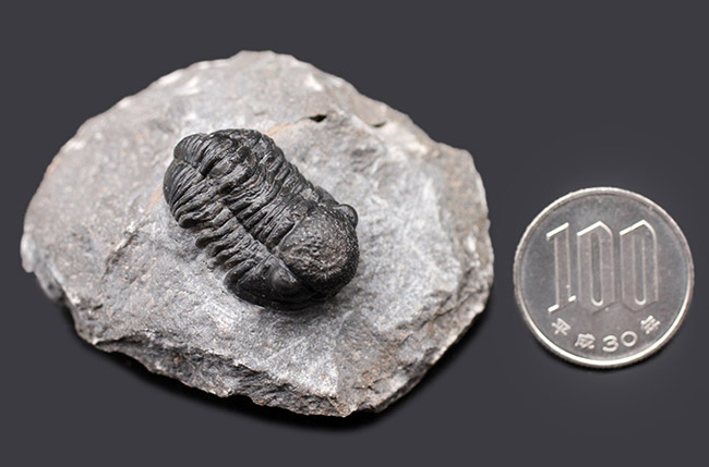 値下げ！三葉虫の大型化石／母岩付 約9.5cm 640g 希少古生代デボン紀相当 保存状態良好、古生代デボン紀のモロッコ産三葉虫、ゲラストス