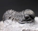 保存状態良好、古生代デボン紀のモロッコ産三葉虫、ゲラストス（Gerastos granulosus）の化石