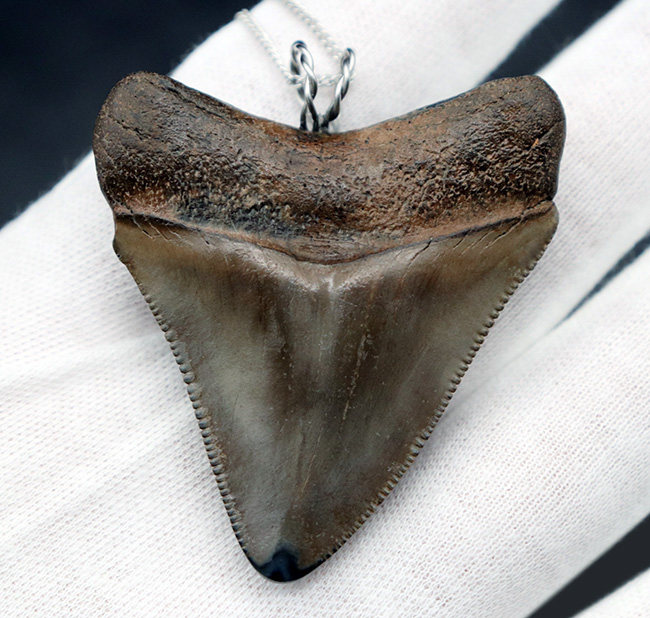 史上最大最強の肉食ザメ、メガロドン（Carcharocles megalodon）の歯化石を使った、まさしく「最強」のペンダントトップ（高級ジュエリーケース、革紐、シルバーチェーン付き）（その1）