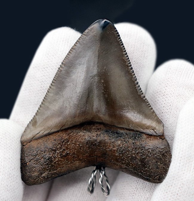 史上最大最強の肉食ザメ、メガロドン（Carcharocles megalodon）の歯化石を使った、まさしく「最強」のペンダントトップ（高級ジュエリーケース、革紐、シルバーチェーン付き）（その5）