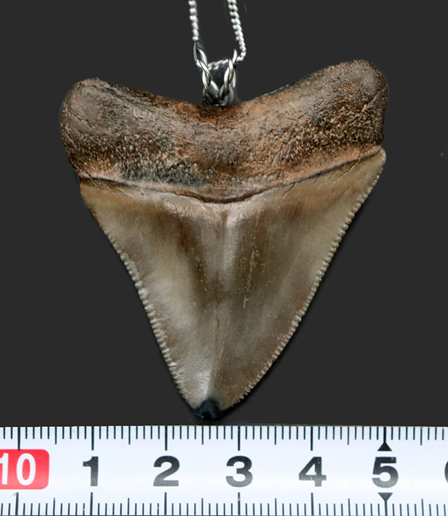 史上最大最強の肉食ザメ、メガロドン（Carcharocles megalodon）の歯化石を使った、まさしく「最強」のペンダントトップ（高級ジュエリーケース、革紐、シルバーチェーン付き）（その8）