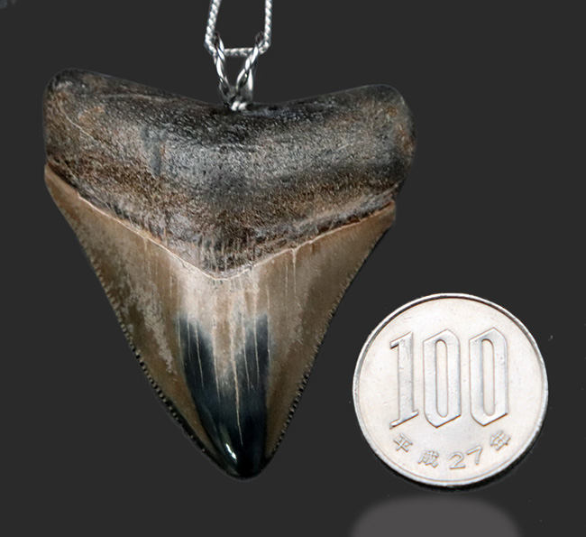 史上最大最強の肉食ザメ、メガロドン（Carcharocles megalodon）の歯化石を使った、まさしく「最強」のペンダントトップ（高級ジュエリーケース、革紐、シルバーチェーン付き）（その9）