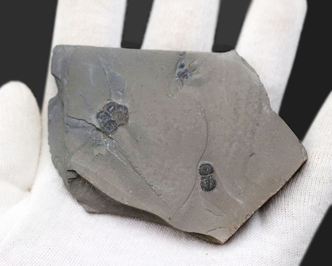 カンブリア紀中期の示準化石、三葉虫界随一の変わり者、ペロノプシス（Peronopsis interstrictus）の化石（その3）