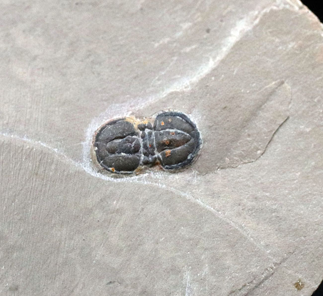 カンブリア紀中期の示準化石、三葉虫界随一の変わり者、ペロノプシス（Peronopsis interstrictus）の化石（その4）