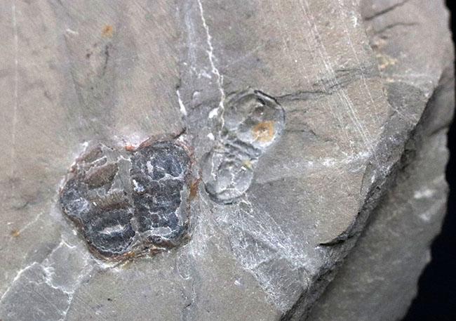 カンブリア紀中期の示準化石、三葉虫界随一の変わり者、ペロノプシス（Peronopsis interstrictus）の化石（その6）