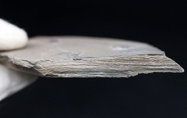 カンブリア紀中期の示準化石、三葉虫界随一の変わり者、ペロノプシス（Peronopsis interstrictus）の化石（その7）