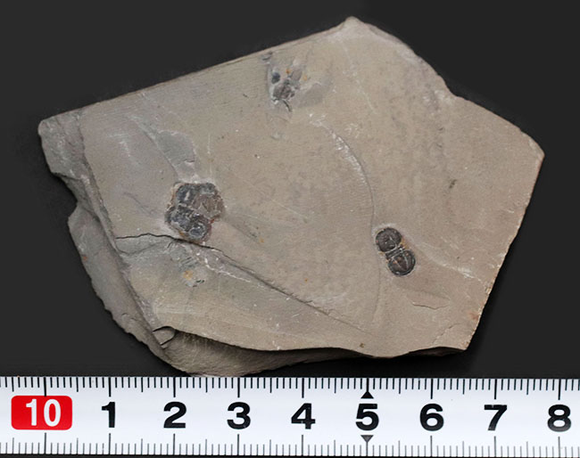 カンブリア紀中期の示準化石、三葉虫界随一の変わり者、ペロノプシス（Peronopsis interstrictus）の化石（その8）