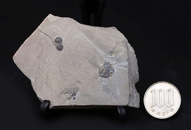 カンブリア紀中期の示準化石、三葉虫界随一の変わり者、ペロノプシス（Peronopsis interstrictus）の化石（その9）