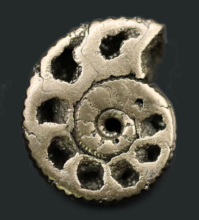 外と中が同時にのぞける一挙両得の黄鉄鉱化されたアンモナイト（Ammonite）の化石（その1）