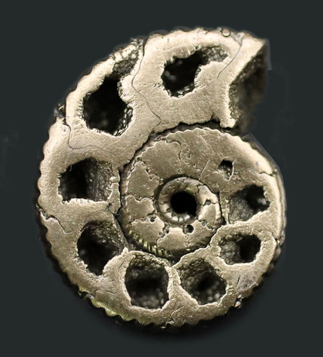 外と中が同時にのぞける一挙両得の黄鉄鉱化されたアンモナイト(Ammonite)の化石(その1)
