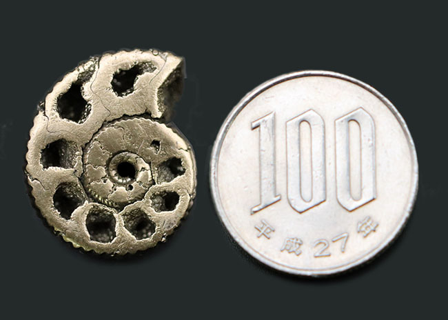 外と中が同時にのぞける一挙両得の黄鉄鉱化されたアンモナイト(Ammonite)の化石(その10)
