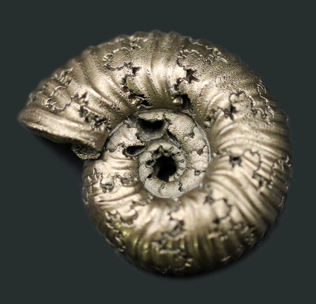 外と中が同時にのぞける一挙両得の黄鉄鉱化されたアンモナイト(Ammonite)の化石(その2)